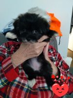 Havanese Puppies for sale in Staten Island, NY, USA. price: NA