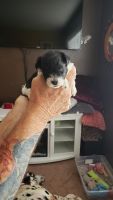 Havanese Puppies for sale in Cañon City, CO 81212, USA. price: NA