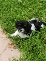 Havanese Puppies for sale in Coral Gables, FL, USA. price: NA