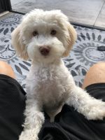 Havanese Puppies for sale in The Villages, FL, USA. price: NA