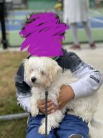 Havanese Puppies for sale in Norwalk, CT, USA. price: NA