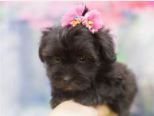 Havanese Puppies for sale in Raleigh, NC, USA. price: NA