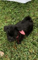 Havanese Puppies for sale in Shenandoah, TX, USA. price: NA