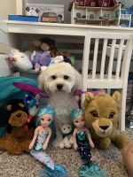 Havanese Puppies for sale in Sumner County, TN, USA. price: NA