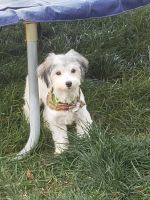 Havanese Puppies for sale in Midvale, UT 84047, USA. price: NA