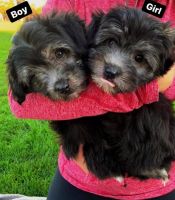 Havanese Puppies for sale in Stamford, CT 06902, USA. price: NA