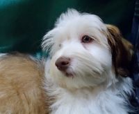 Havanese Puppies for sale in Fenton, MO 63026, USA. price: NA