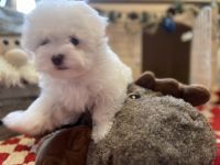 Havanese Puppies for sale in Otway, OH 45657, USA. price: NA