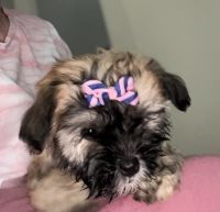 Havanese Puppies for sale in Middletown, OH 45042, USA. price: NA