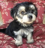 Havanese Puppies for sale in Canyon Lake, TX 78133, USA. price: NA