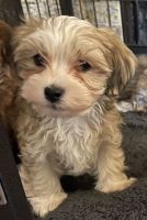 Havanese Puppies for sale in Dallas-Fort Worth Metropolitan Area, TX, USA. price: NA