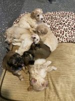 Havanese Puppies for sale in Midlothian, Richmond, VA, USA. price: NA
