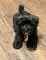 Havanese Puppies for sale in Dallas-Fort Worth Metropolitan Area, TX, USA. price: NA