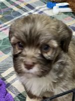 Havanese Puppies for sale in Lansing, IA 52151, USA. price: NA