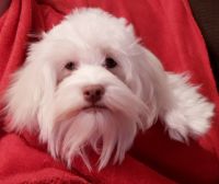 Havanese Puppies for sale in Huron, SD 57350, USA. price: NA