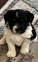 Havanese Puppies for sale in Clementon, NJ 08021, USA. price: NA