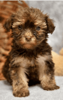 Havanese Puppies for sale in Stanardsville, VA 22973, USA. price: NA