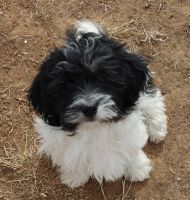Havanese Puppies for sale in Hale Center, TX, USA. price: NA