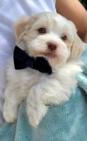 Havanese Puppies for sale in West Palm Beach, FL, USA. price: NA