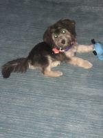 Havanese Puppies for sale in Amherst, OH, USA. price: NA