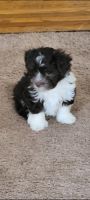 Havanese Puppies for sale in Brooklyn, MI 49230, USA. price: NA