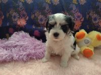 Havanese Puppies for sale in Plymouth, IN 46563, USA. price: NA