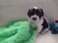 Havanese Puppies for sale in Plymouth, IN 46563, USA. price: NA