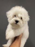 Havanese Puppies for sale in Auburn, WA 98092, USA. price: NA