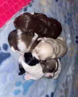 Havanese Puppies for sale in Denver, CO 80226, USA. price: NA