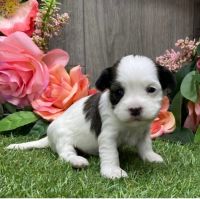 Havanese Puppies for sale in Chicago, IL, USA. price: NA