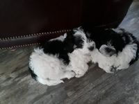 Havanese Puppies for sale in Lawton, OK, USA. price: NA