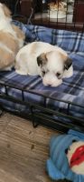 Havanese Puppies for sale in Thorn Hill, TN 37881, USA. price: NA