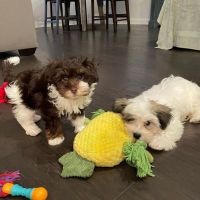 Havanese Puppies for sale in San Francisco, CA, USA. price: NA