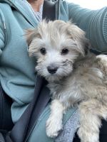 Havanese Puppies for sale in Thornton, CO, USA. price: NA
