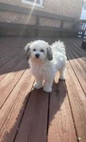 Havanese Puppies for sale in Bolingbrook, IL, USA. price: NA