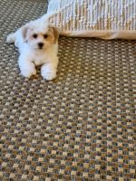 Havanese Puppies for sale in West Orange, NJ 07052, USA. price: NA
