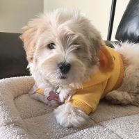 Havanese Puppies for sale in Canoga Park, Los Angeles, CA, USA. price: NA