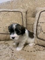 Havanese Puppies for sale in Forest Hills, NY 11375, USA. price: NA