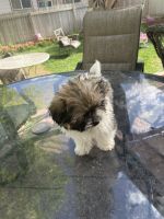 Havanese Puppies for sale in Henderson, CO 80640, USA. price: NA