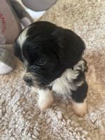 Havanese Puppies for sale in Knoxville, TN, USA. price: NA