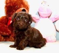 Havanese Puppies for sale in Piedmont, SC 29673, USA. price: NA