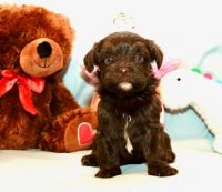 Havanese Puppies for sale in Piedmont, SC 29673, USA. price: NA