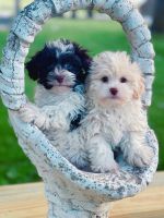 Havanese Puppies for sale in 2721 County Rd 2100 N, Minonk, IL 61760, USA. price: NA