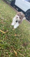 Havanese Puppies for sale in Houston, TX, USA. price: NA