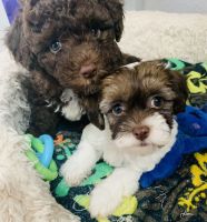 Havanese Puppies for sale in San Diego, CA, USA. price: NA