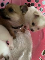 Havanese Puppies for sale in San Bernardino, CA, USA. price: NA