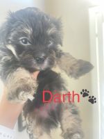 Havanese Puppies for sale in Fulshear, TX, USA. price: NA