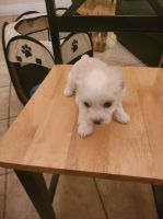 Havanese Puppies for sale in Murrieta, CA, USA. price: NA