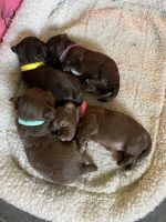 Havanese Puppies for sale in Crestview, FL, USA. price: NA