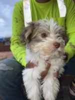 Havanese Puppies Photos